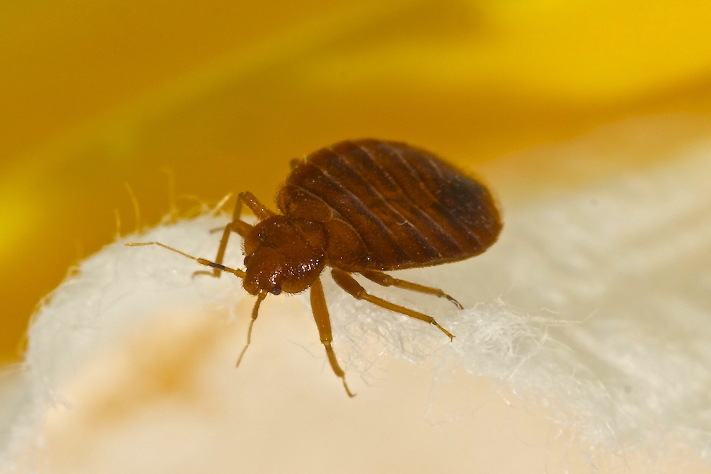 Are Bed Bugs Dangerous?
