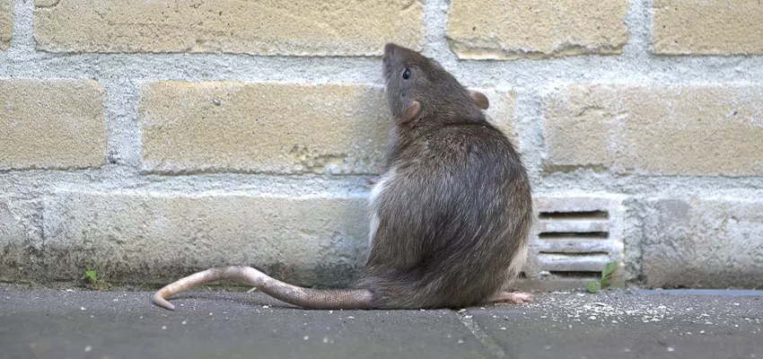 The Most Common Rodents in West Tennessee & How to Get Rid of Them