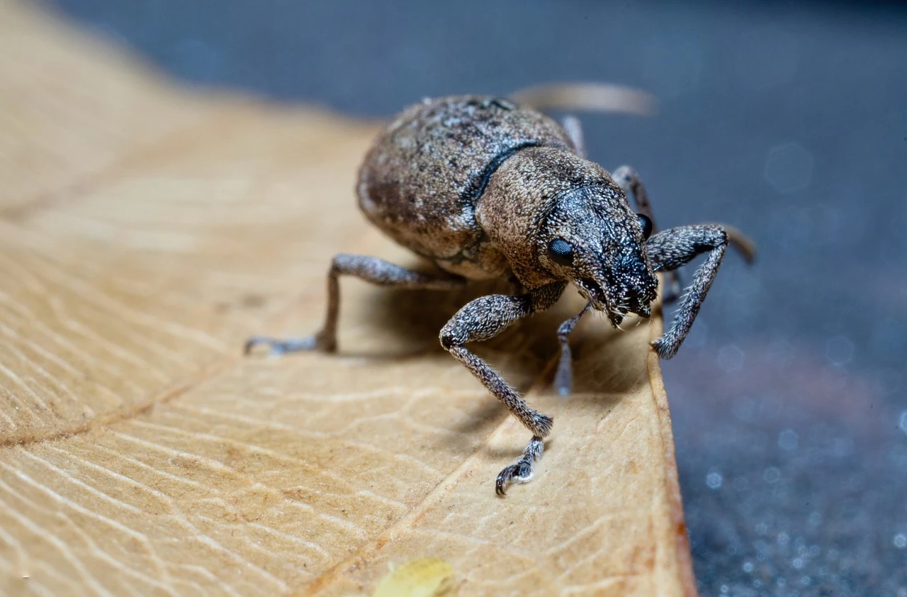 How to Get Rid of Weevils in Pantries and Cupboards