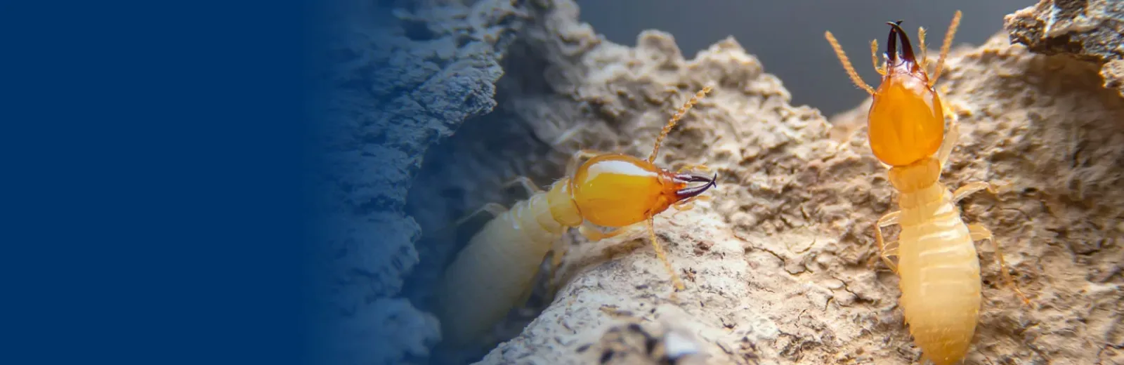 Termites on wood