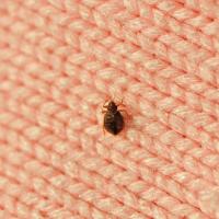 bed bug on carpet
