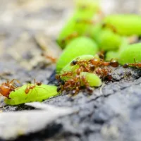 fire ants carrying leaves