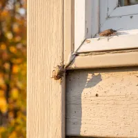 stinkbugs crawling on a window