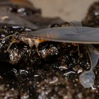 termite with wings