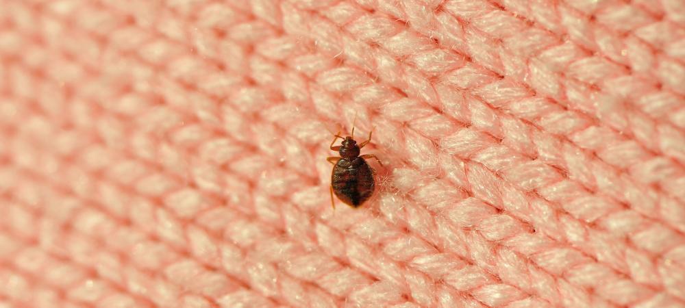 bed bug on carpet