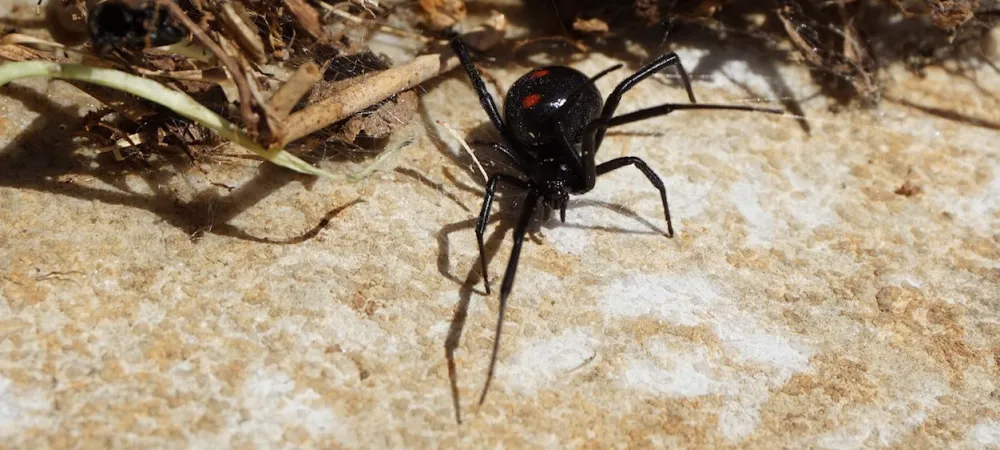 Black widow, Appearance, Species, & Bite