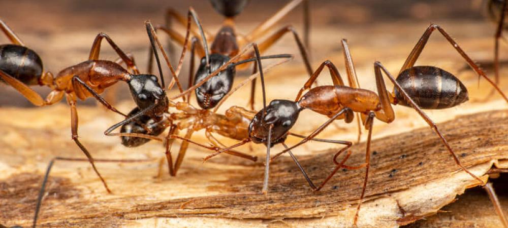 Your Guide To Carpenter Ants In St. Charles, IL