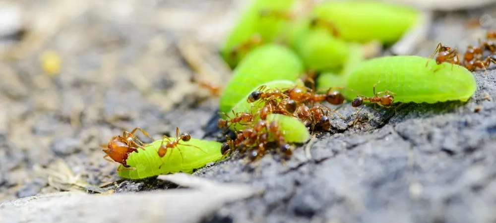 fire ants carrying leaves