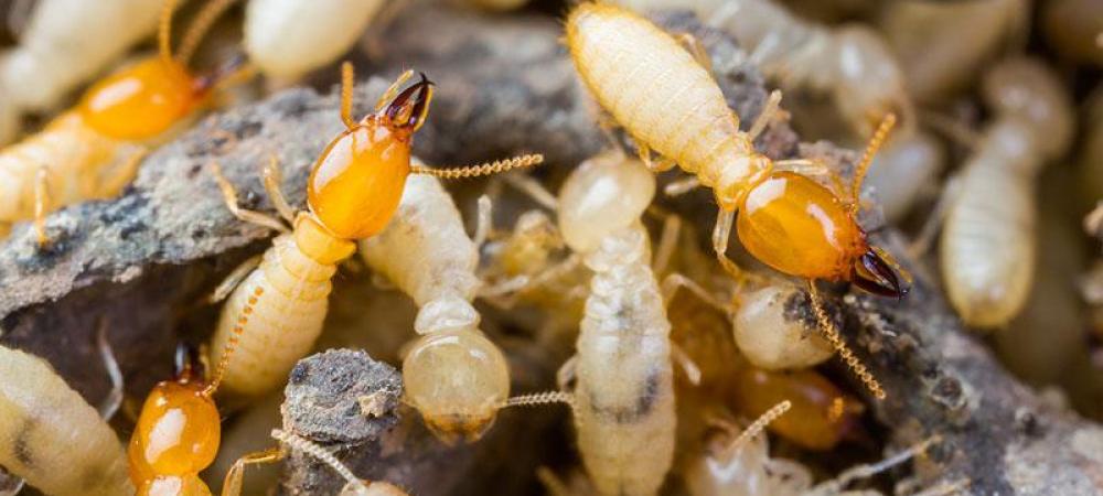 large termite swarm