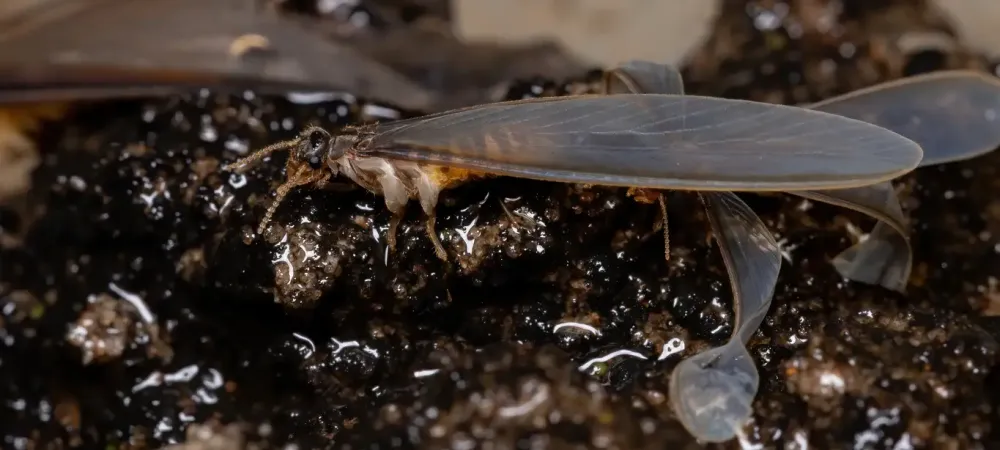 termite with wings