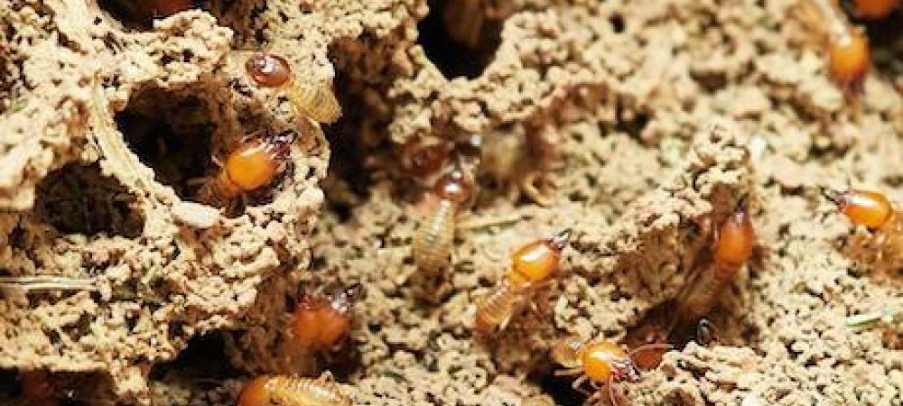 termite colony
