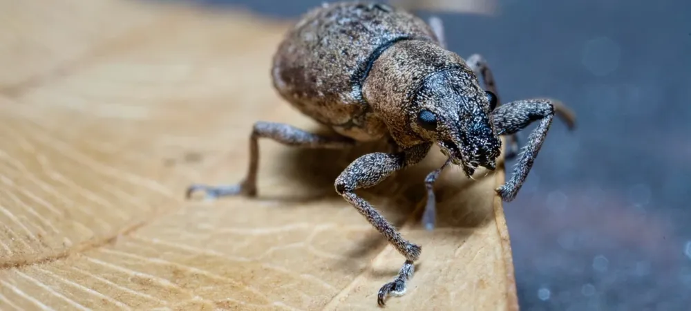 pantry weevil on a leaf