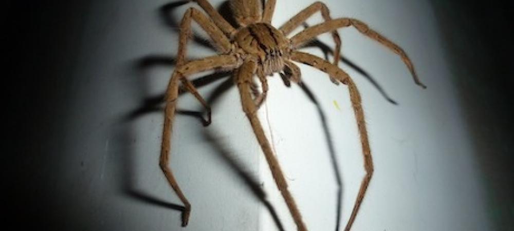 Wolf spider in Tennessee