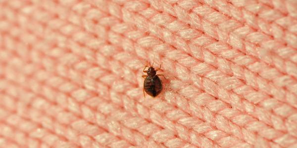 bed bug on carpet