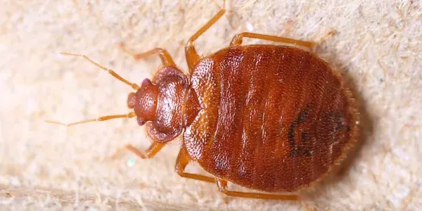 bed bugs