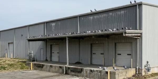  birds on a warehouse