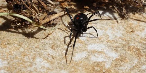 black-widow-spider