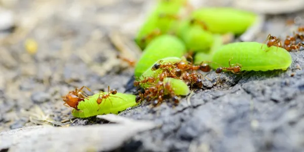 fire ants carrying leaves