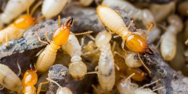large termite swarm