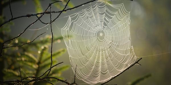 woven spider web attached to a tree