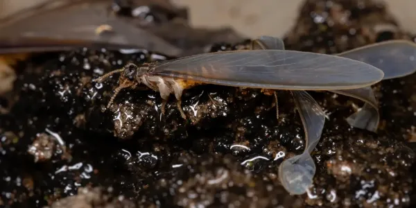 termite with wings