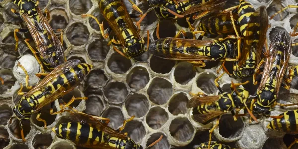wasps