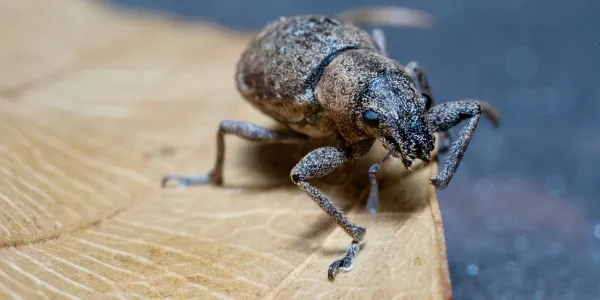 pantry weevil on a leaf