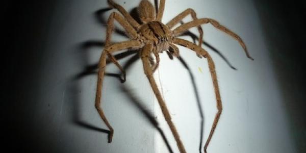 Wolf spider in Tennessee