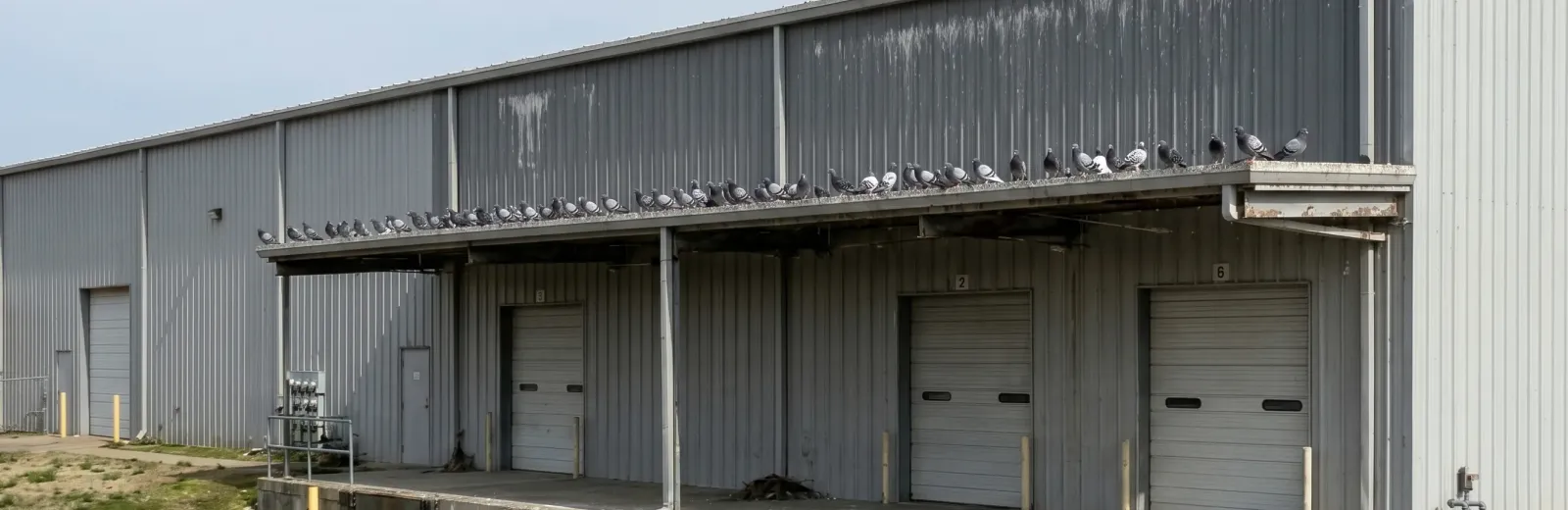  birds on a warehouse