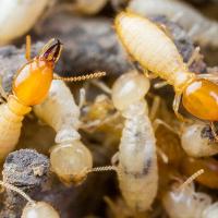 large termite swarm