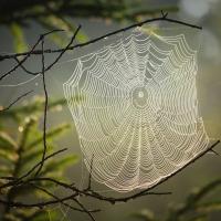 woven spider web attached to a tree