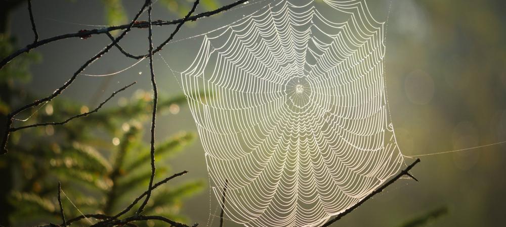 woven spider web attached to a tree