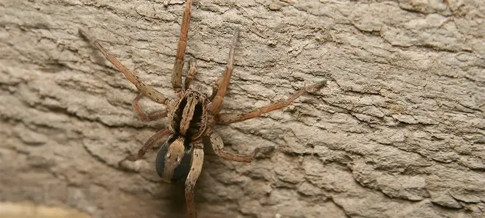 a close up of a wolf spider