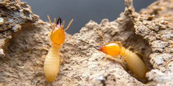 Termites on wood